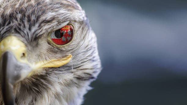 istock Poland Polish flag on Eagle eye with dispalce 1135570892