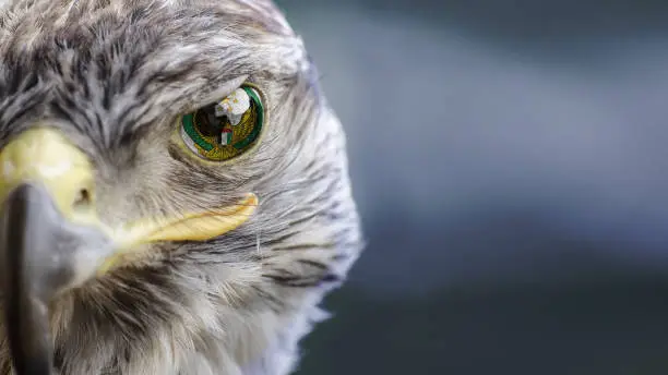 Photo of UAE emirates flag on Eagle eye with dispalce and mask