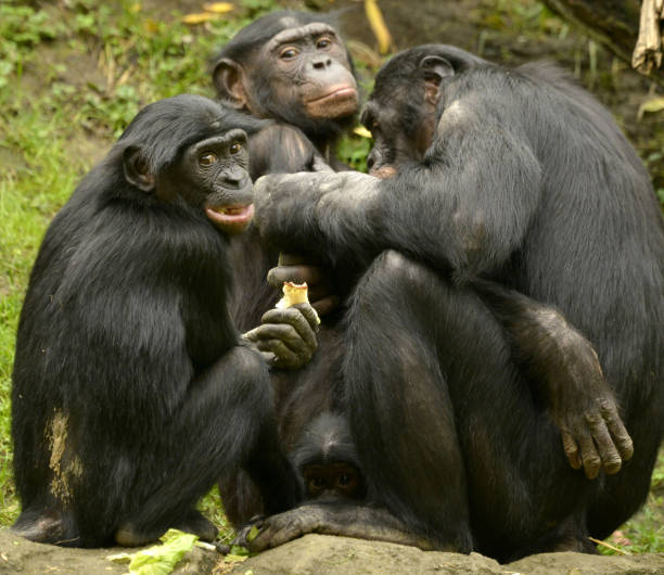 Gorilla hands holding a bunch of red carrots