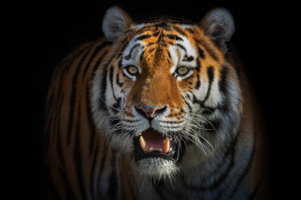 istock Beautiful male siberian tiger 1135572305