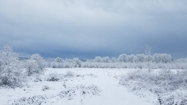 Snow and frost over vegetation on a winter day stock photo