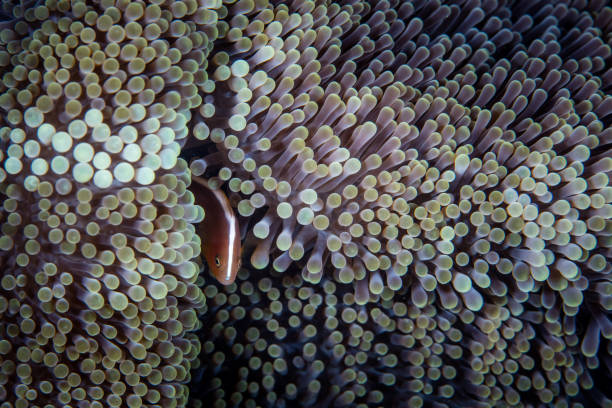 istock Orange Anemonefish and Anemone Tentacles 1135575530