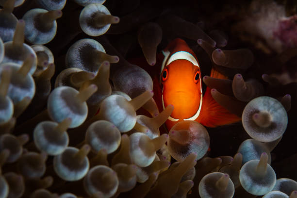 istock Spinecheek Anemonefish in Papua New Guinea 1135575598