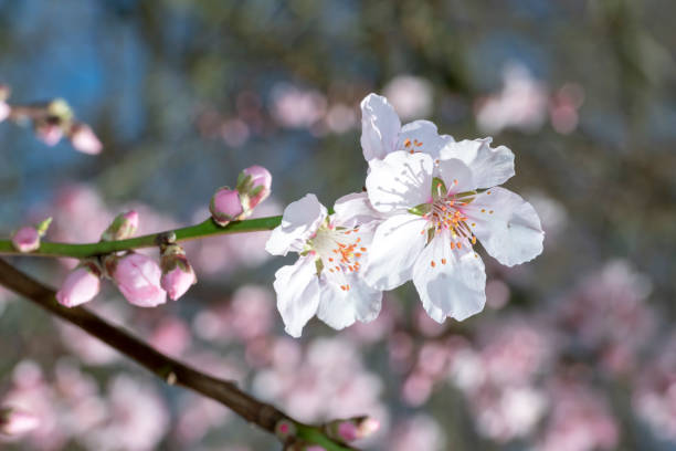 istock Pink Japanese cherry blossom 1135576860