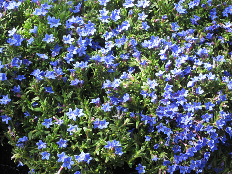 Natural background of blue spring flowers . Lithodora diffusa Heavenly Blue common name purple gromwell