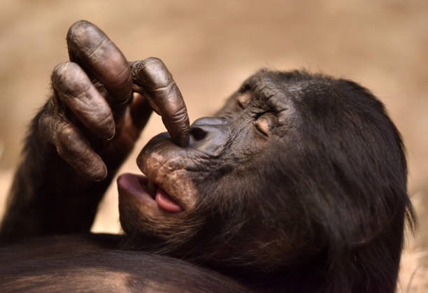 Bonobo Baby and Mom