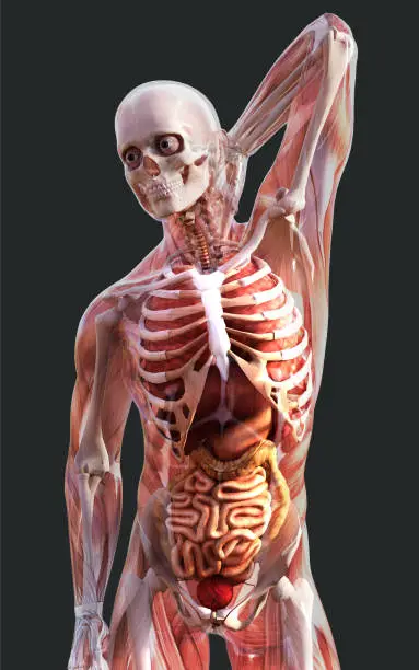 3d Illustration a Male Skeleton Muscle System, Bone and Digestive System with Clipping Path