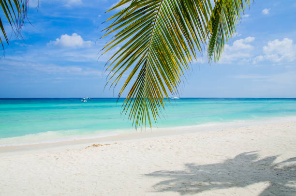 istock Tropical beach under palm leaves 1135578121