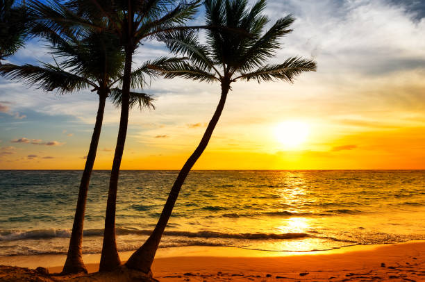 istock Coconut palm trees against colorful sunset 1135578444