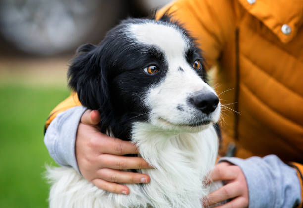 istock Handsome border collie dog being hugged by owner 1135578505