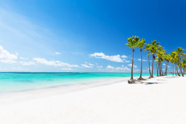 istock Coconut Palm trees on white sandy beach 1135578512