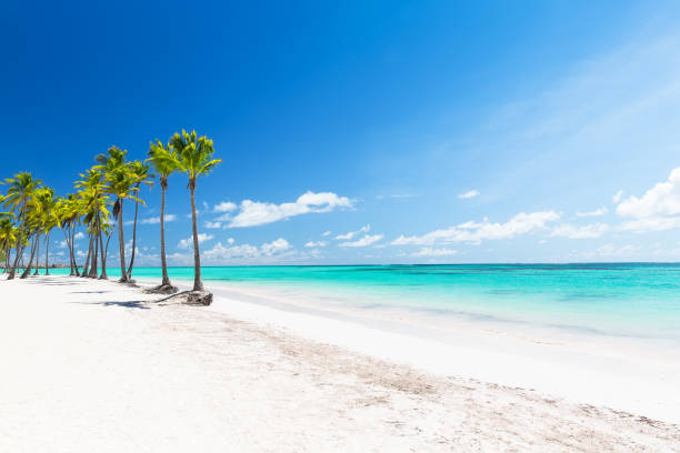 istock Coconut Palm trees on white sandy beach 1135578545