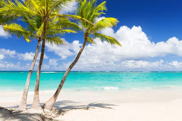 istock Coconut Palm trees on white sandy beach 1135578571