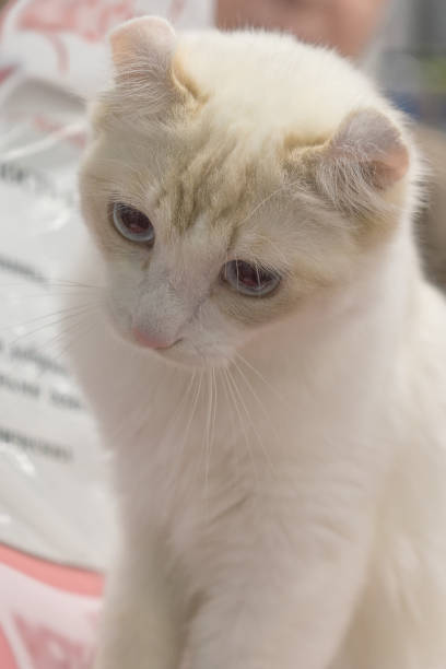istock Portrait of a young white kitten 1135578791