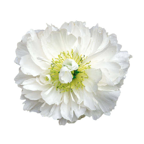 istock white flower with yellow stamens on a white background 1135578821