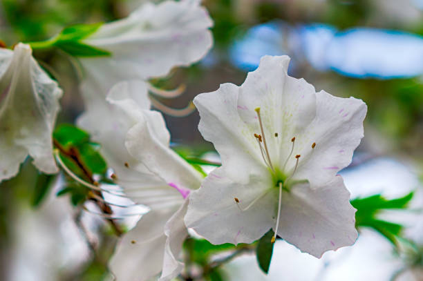 istock White azalea flowers on a bush in the spring garden 1135578852