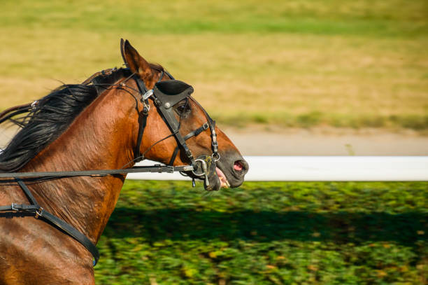 istock Bay horse on equestrian competition. 1135579893