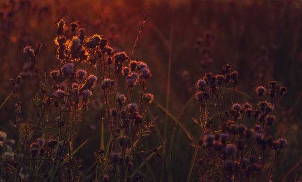 istock Summer field flowers 1135579935