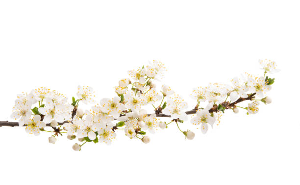 istock branch with cherry flowers isolated 1135580012