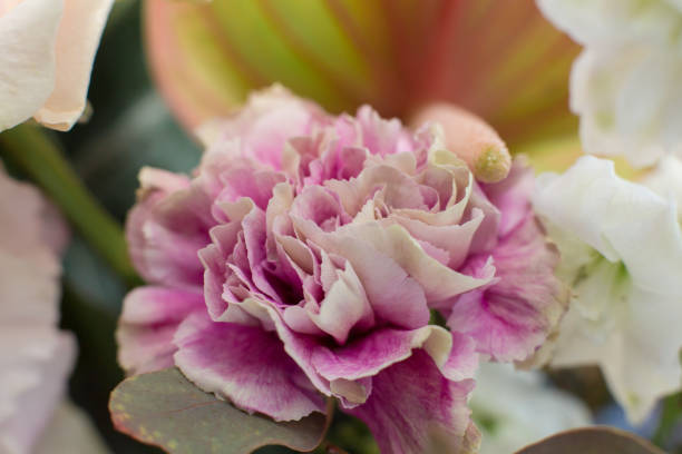 istock Macro delicate fresh pink rose  flower. Wedding fresh flowers decoration. 1135580112