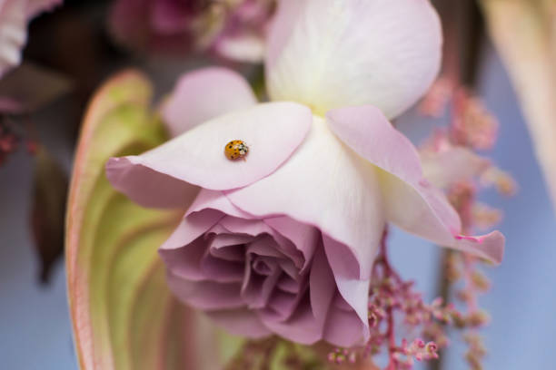 Macro delicate fresh pink rose  flower. Wedding fresh flowers decoration.