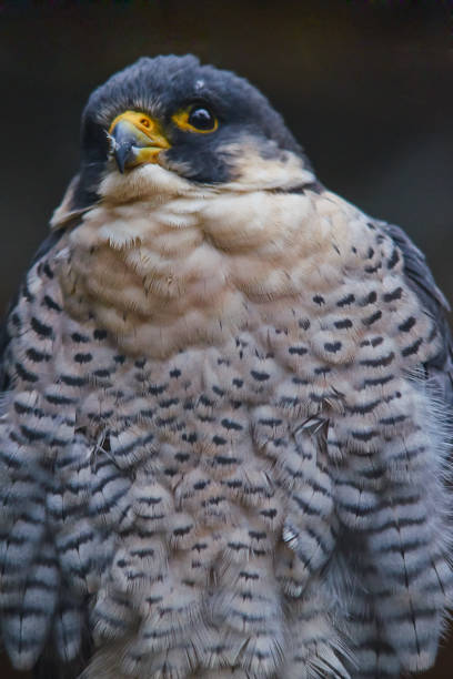 istock Portrait of Eurasian hobby, close up. 1135580284