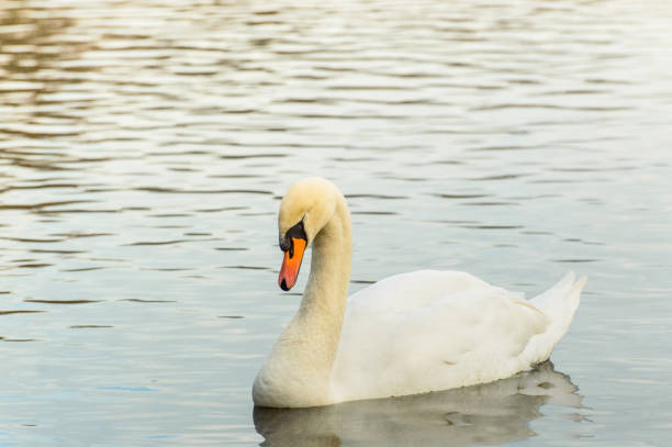 istock Cygnus, Swan swimming on the pond. 1135580300