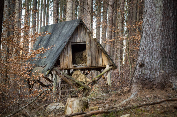istock An old pasture for animals in the forest. 1135581130