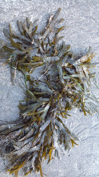 istock Study of Seaweed Against a Sandy background 1135581284