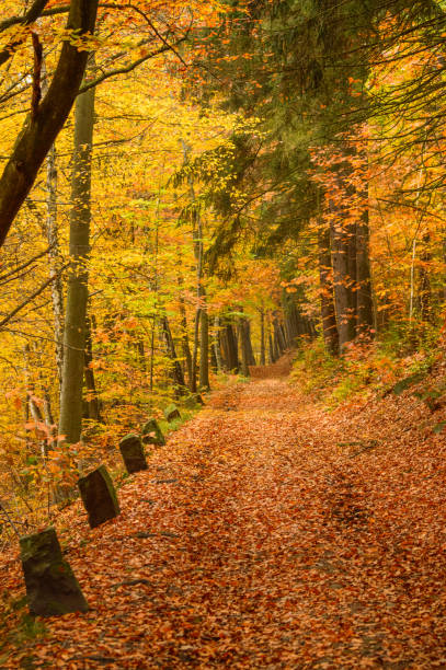 istock Polish golden autumn, a path in the park covered with falling leaves from trees. 1135581992