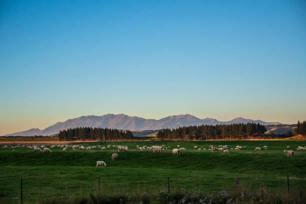 sheep farm presso slope point, costa meridionale, nuova - the catlins foto e immagini stock