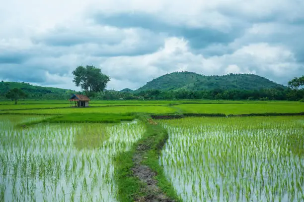 Travelling - Rice Field in Tetebatu on Lombok Island, Indonesia