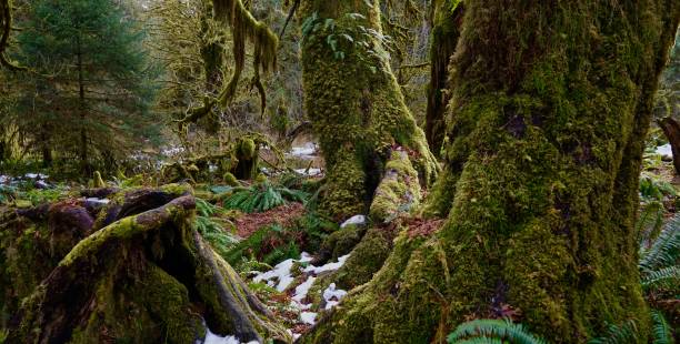 el bosque lluvioso de hoh - olympic national park fotografías e imágenes de stock