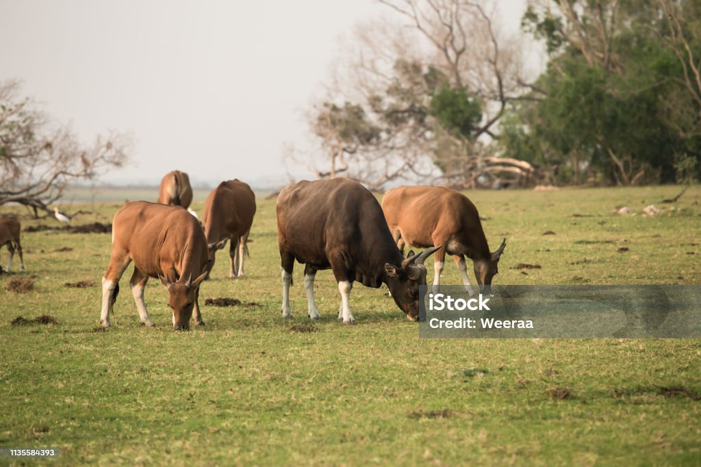 Asia, India, Thailand, Agricultural Field, Agriculture Coffee with garlic bread on cloth background Animal Stock Photo