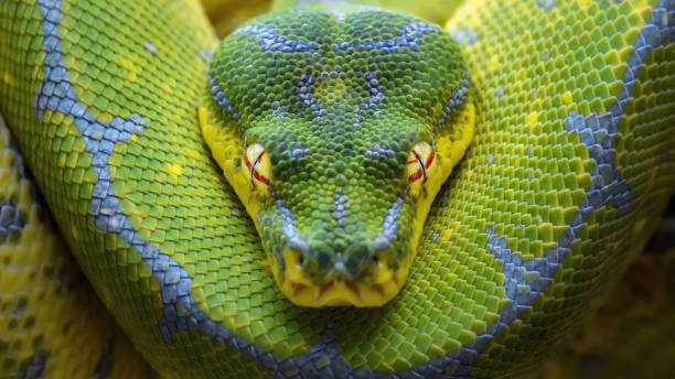 chondropython (green tree python) - snake wildlife tropical rainforest reptile stock-fotos und bilder