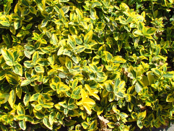 euonymus, popural ornamental garden plant with yellow and green colored leaves - junge imagens e fotografias de stock