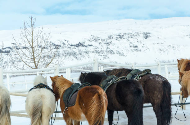 Snowy landscape with 7 saddled Icelandic horses by a white fence