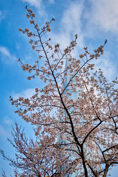 istock Blooming sakura cherry blossom alley in park 1135588042