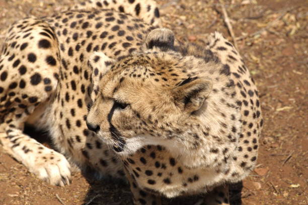 istock Close up of a cheetah 1135588385