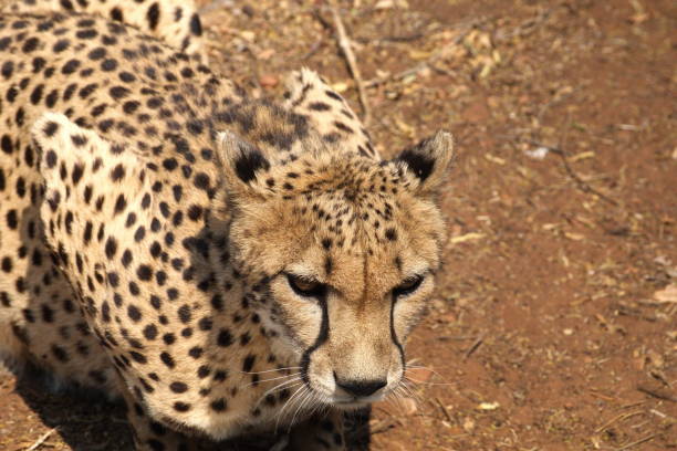 istock Close up of a cheetah 1135589550