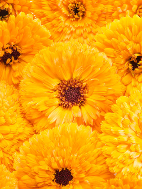 istock Orange calendula or marigold flower heads. 1135590778