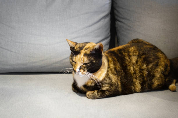 istock Cat with eyes closed Crete Greece Europe 1135591210