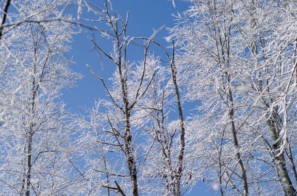 istock snowy covered trees and blue sky 1135591455