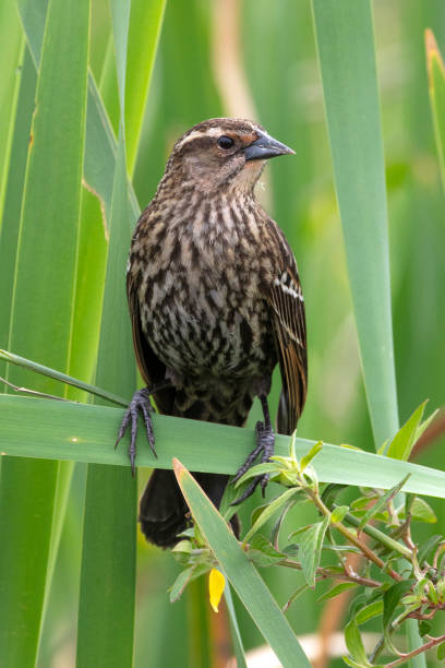 istock Female Red Winged Blackbird 1135592046