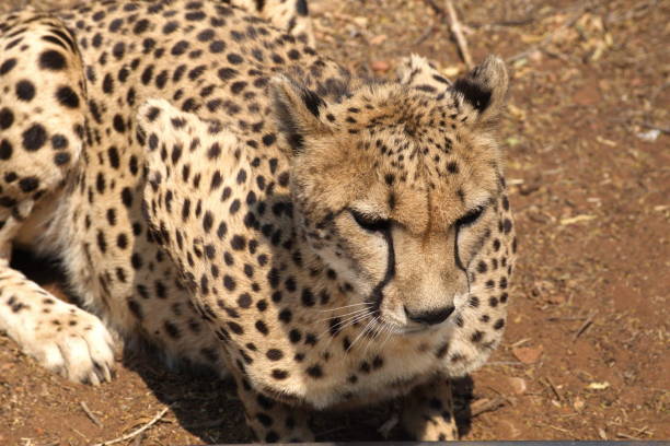 istock Close up of a cheetah 1135592058