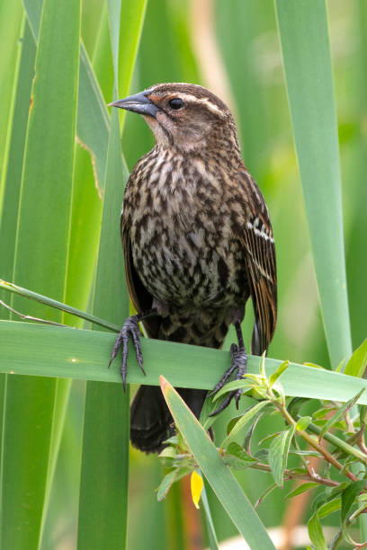 istock Female Red Winged Blackbird 1135592063