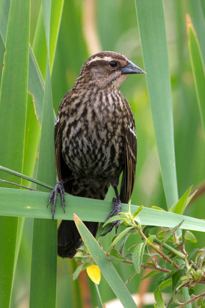istock Female Red Winged Blackbird 1135592087