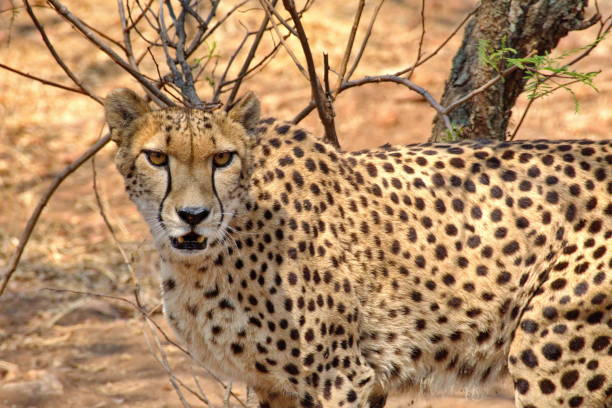 istock Close up of a cheetah 1135592586