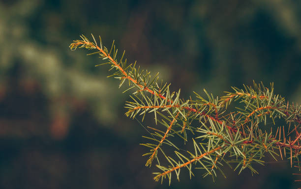 istock Pine and fir branch 1135593717