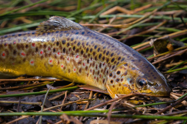 fresh water, wild brown trout on vegetation by the river. wild fish with dots on the grass. fly fishing, spinning in the river stream - fly fishing trout brown trout fishing imagens e fotografias de stock